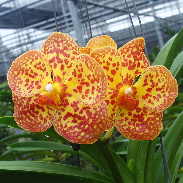 Ascocenda Fuchs Harvest Moon × Chom Kao orchid, flower number HV03
