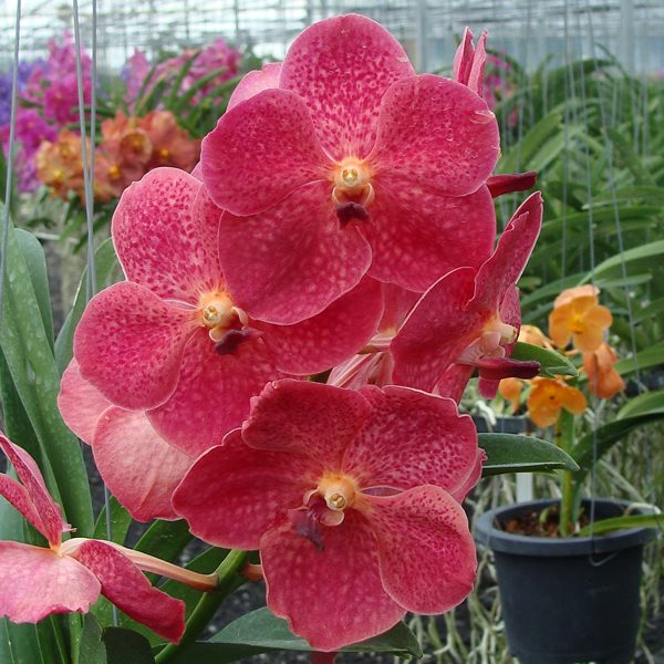 HV04 · Ascocenda Peggy Foo × Vanda Bitz’s Heartthrob
