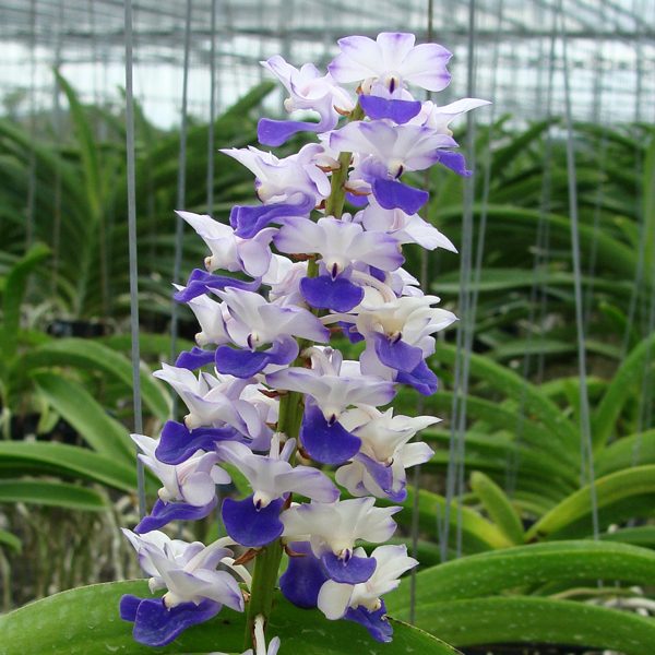 Rhynchostylis and Renanthera: foxtails and fire orchids
