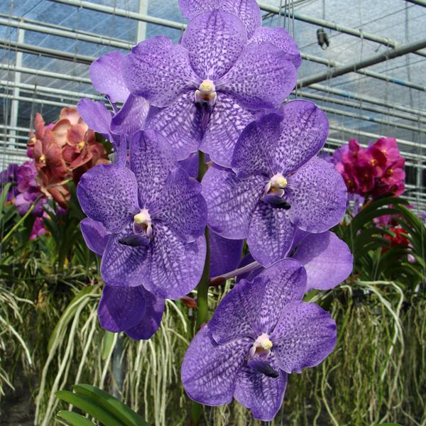 Vanda Banjong Sky Blue (Vanda Kasem's Delight × Vanda Manuvadee orchid, flower number HV09