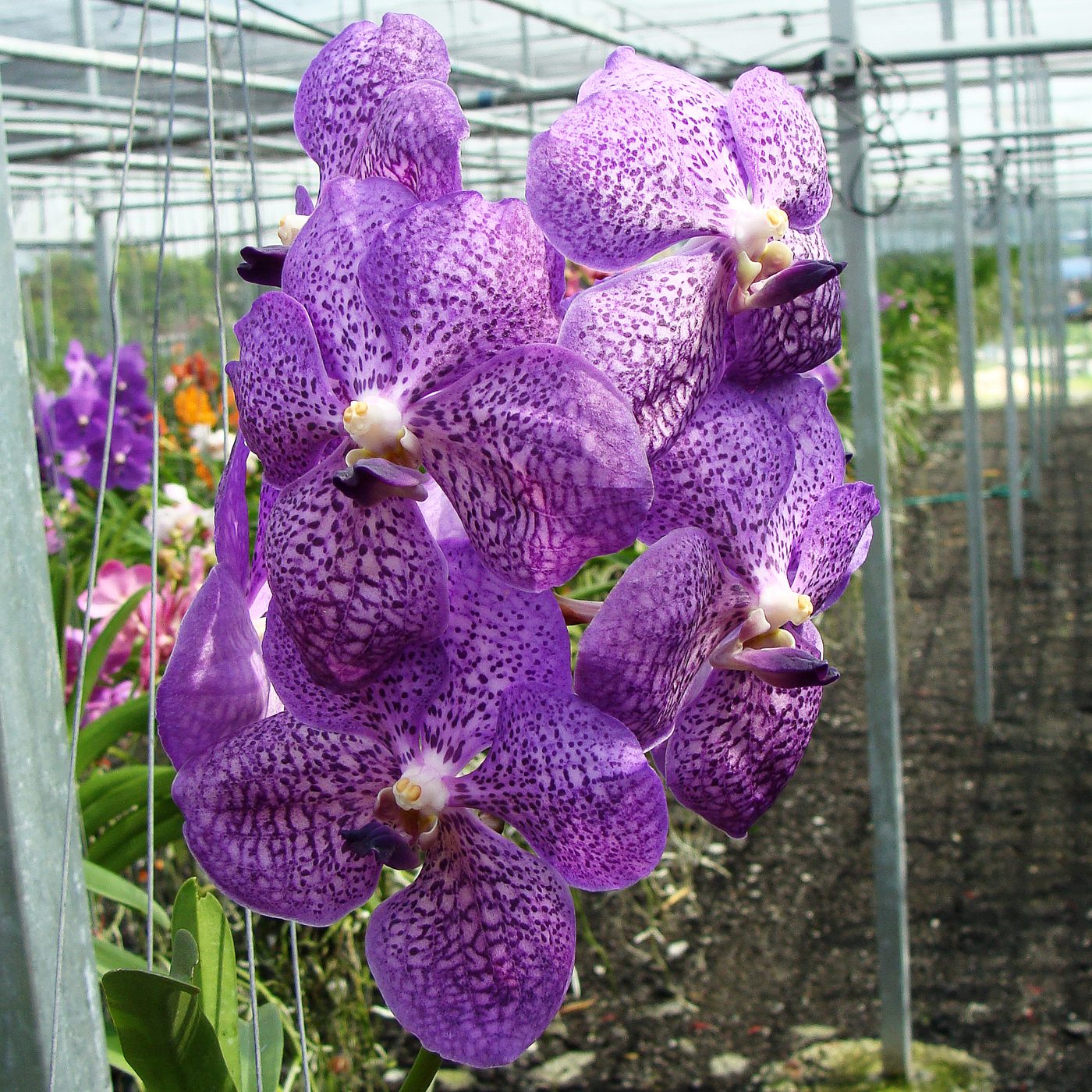 Vanda Blitz Heartthrob × coerulea orchid, flower number HV10