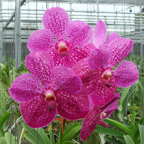 HV11 · Vanda Bitz’s Heartthrob × Wirat Pink
