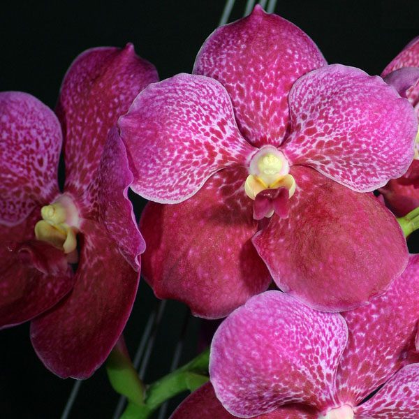 Vanda Doctor Anek FCC orchid, flower number HV12