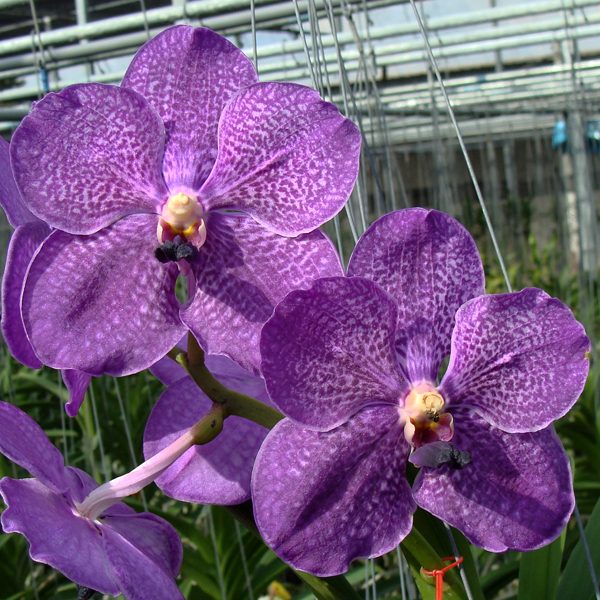 Vanda Dr Anek × Manuvadee orchid, flower number HV14