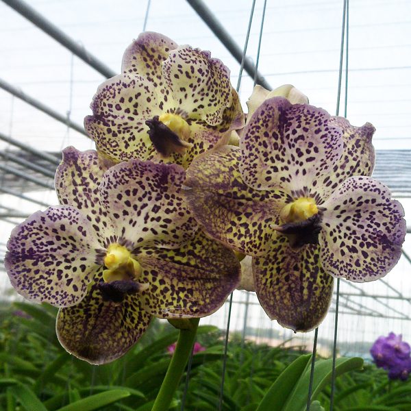 HV15 · Vanda Kasem’s Delight AM × Blitz Heartthrob