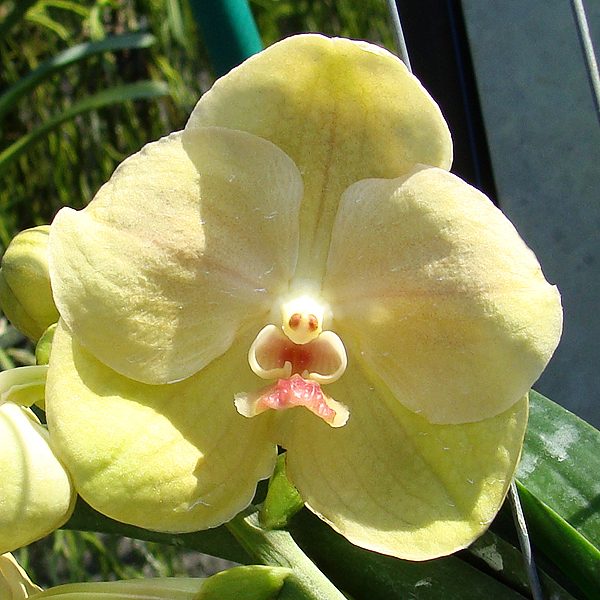 Vanda Lourdes Apostal - Gold Yellow Red Lip orchid, flower number HV16