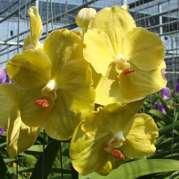 HV17 · Vanda Lourdes Apostal – Greenish Yellow