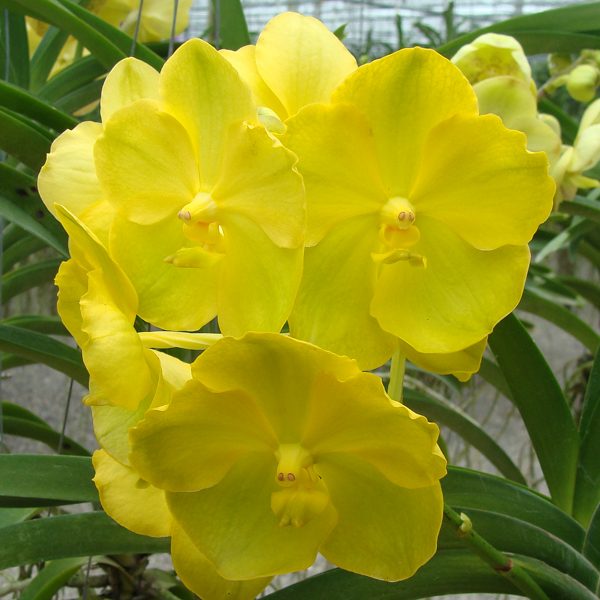 Vanda Lourdes Apostal - Yellow orchid, flower number HV18