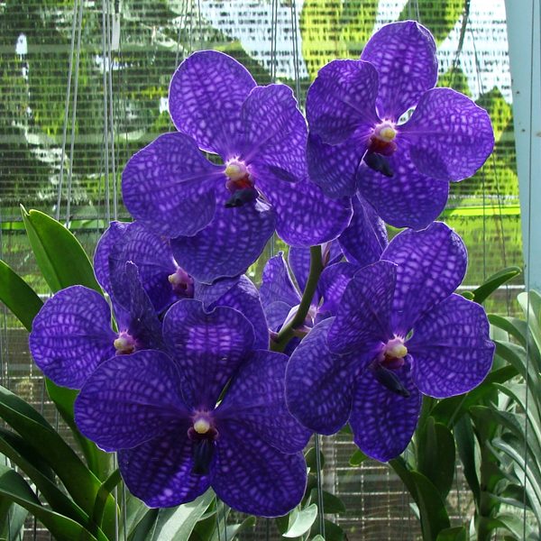 Vanda Pachara Delight orchid, flower number HV19