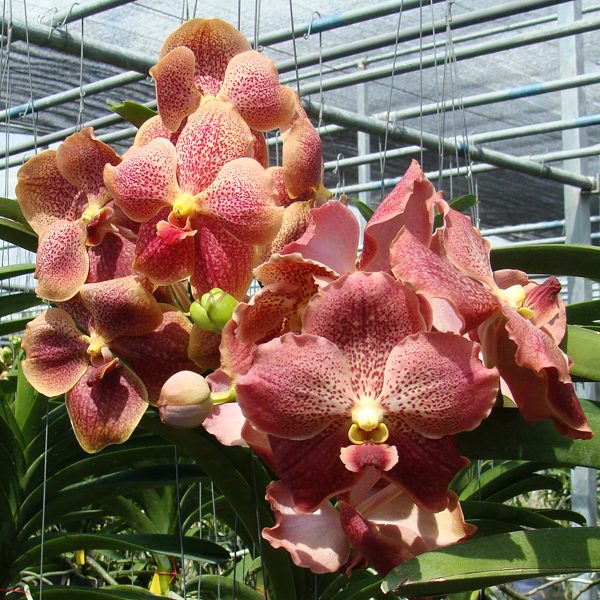 Vanda Pinchai orchid, flower number HV20