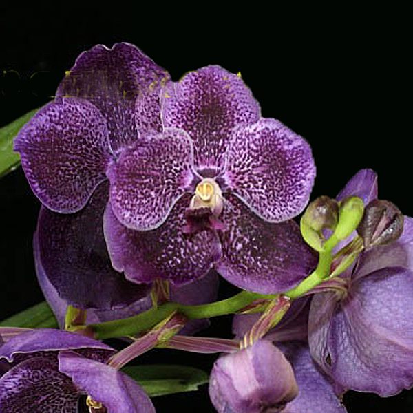 Vanda Pure's Wax 'Purple Spots' orchid, flower number HV21