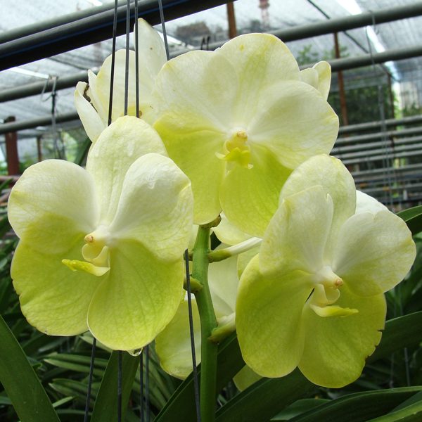 Vanda Rasri Gold × Vanda Darres Golden Heritage orchid, flower number HV22
