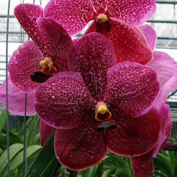 Vanda Robert's Delight 'Garnet Beauty' FCC orchid, flower number HV23