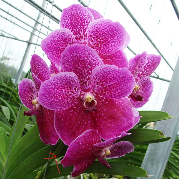Vanda Robert's Delight 'Somsri' AM orchid, flower number HV24