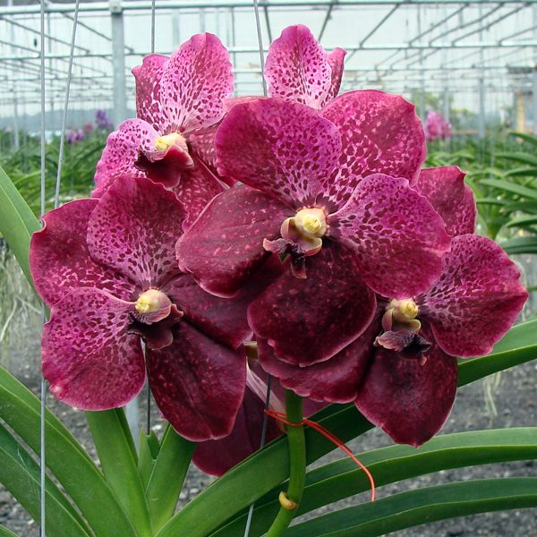 HV25 · Vanda Somsri Pink × Vanda Bitz’s Heartthrob