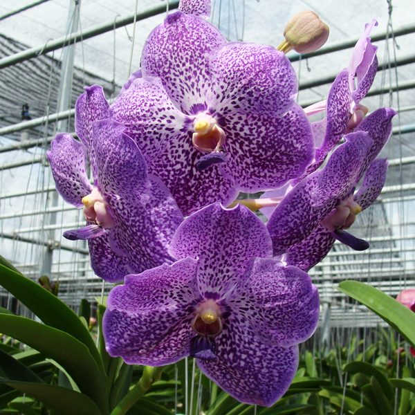Vanda Tharab Beauty orchid, flower number HV26