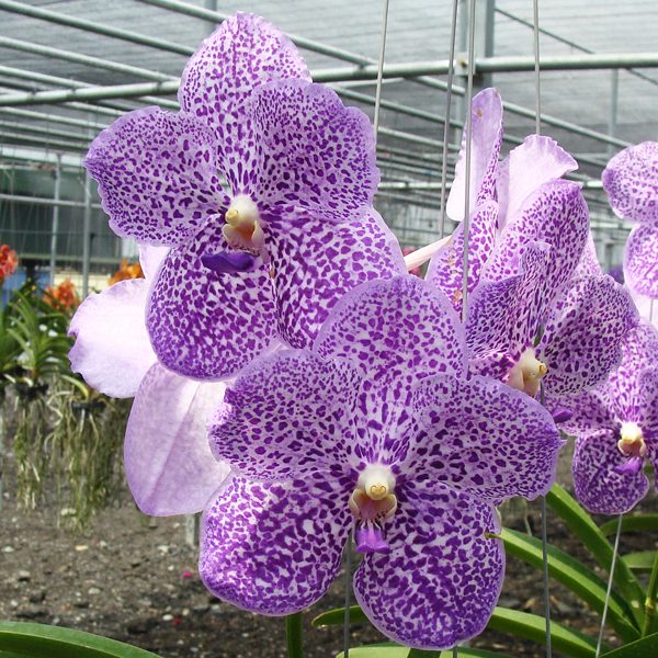 Vanda Wirat × Madame Rattana orchid, flower number HV27