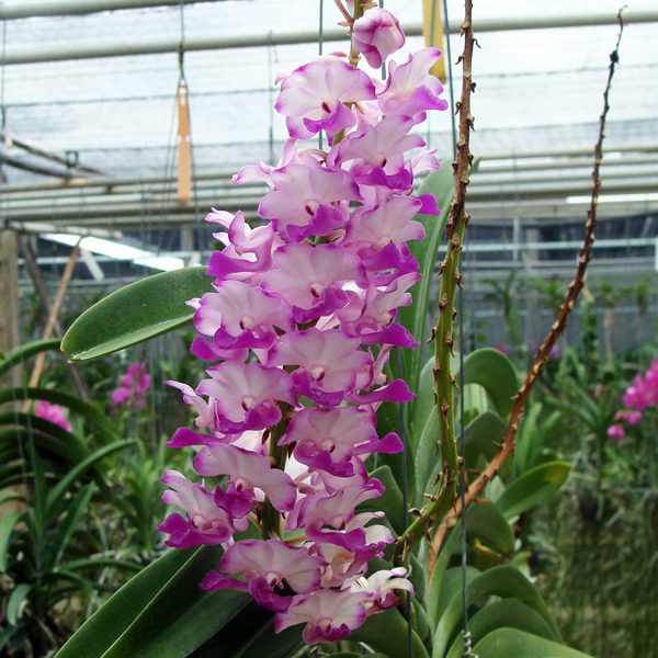 HV28 · Vascostylis Janice Allison