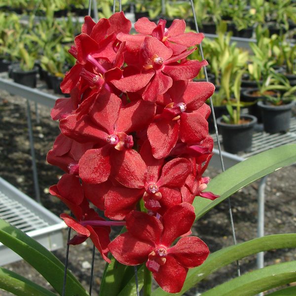 HV29 · Vascostylis Roll on Red