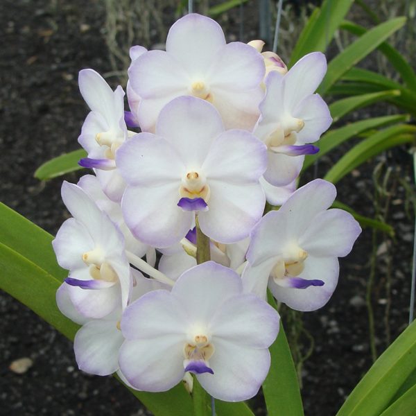 HV31 · Vascostylis Viboon Velvet ‘Perfection’