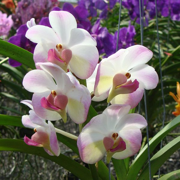 Aerides lawrenceae × Ascocenda Tubtim Velvet orchid, flower number HV33