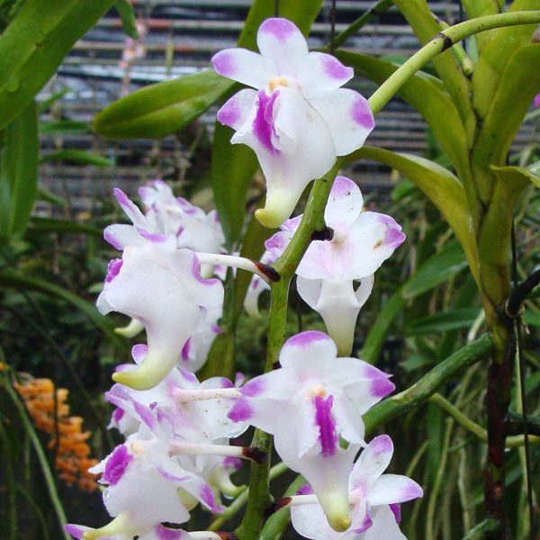 Aerides lawrenceae orchid, flower number HV34