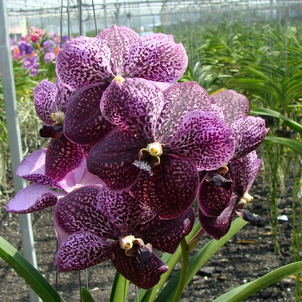 Vanda Dr Anek AM × Vanda orchid, flower number HV35
