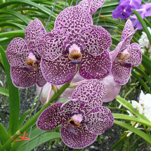 HV36 · Ascocenda Kulwadee Fragrance