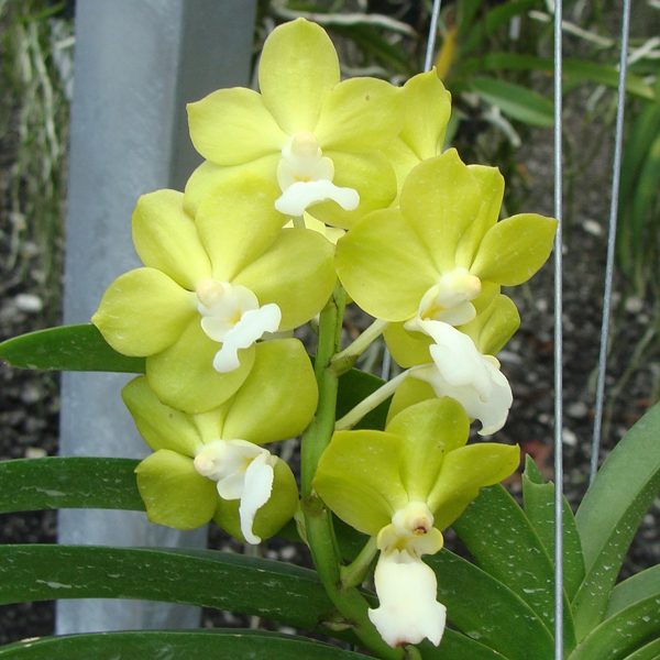 Vanda denisoniana × Vascostylis Five Friendships orchid, flower number HV37