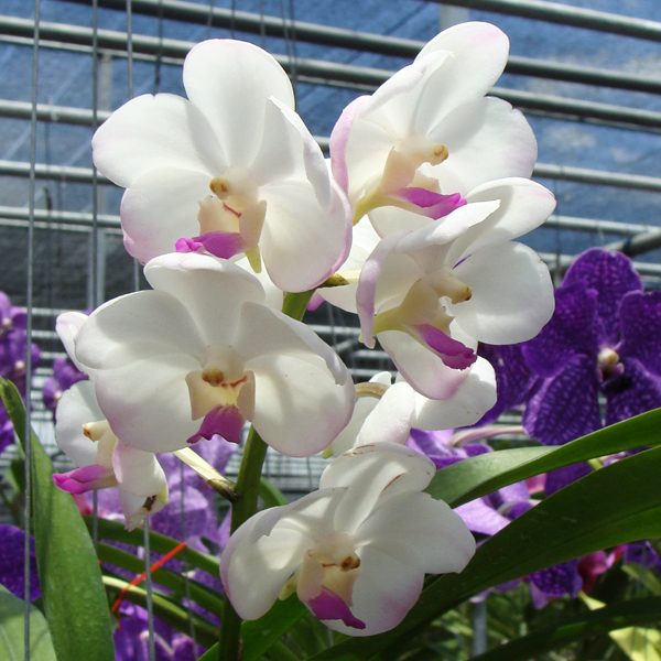HV38 · Vanda denisoniana × Vasco Five Friendships Pretty