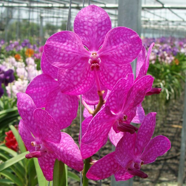 Ascocenda Princess Mikasa 'Pink' orchid, flower number HV39