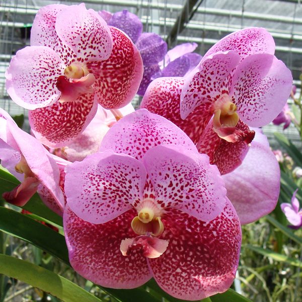 Vanda Bitz's Heartthrob × Vanda Fuchs Delight orchid, flower number HV40