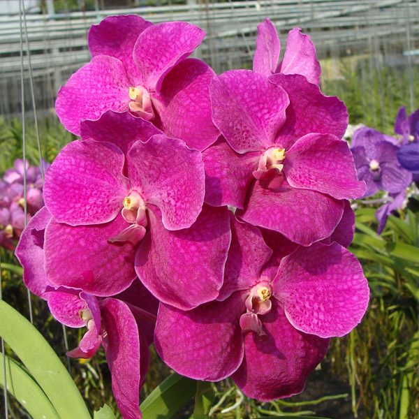 HV41 · Vanda Bangsai Queen Pink