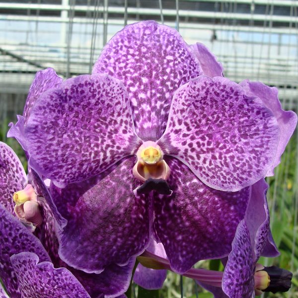 Vanda Robert's Delight 'Blue M42' orchid, flower number HV42