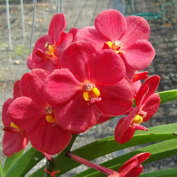 Ascocenda Ratchaburi Golden Red orchid, flower number HV43