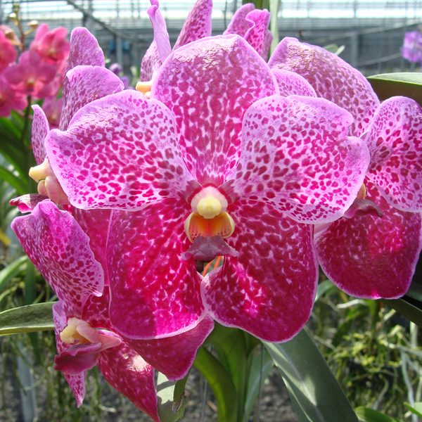 Vanda Kradrcant × Vanda Bitz's Heartthrob orchid, flower number HV44