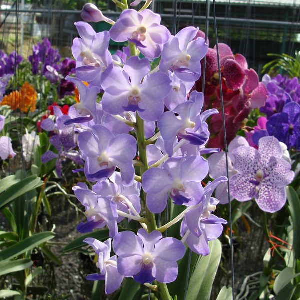 HV45 · Rhynchovanda Vinita Blue