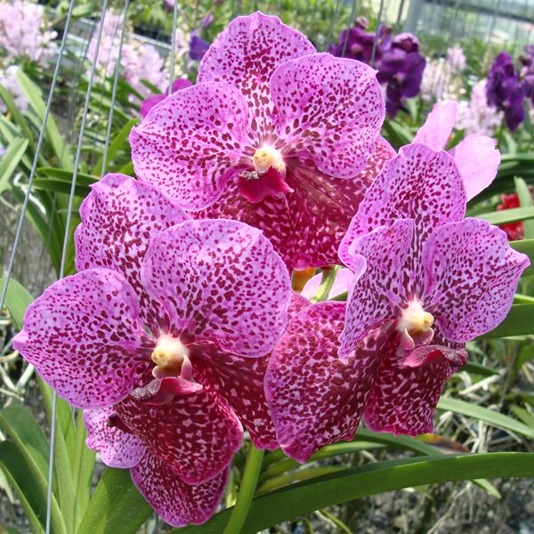 Vanda Bitz's Heartthrob × Madame Rattana orchid, flower number HV46