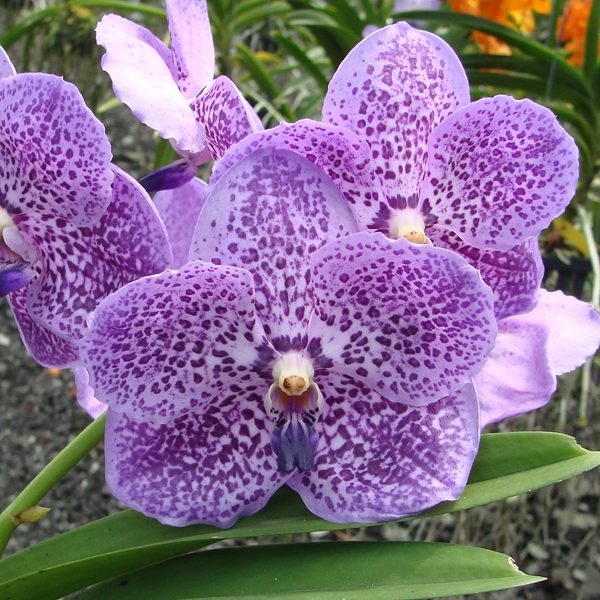 Vanda Gypsy's Rocket orchid, flower number HV47