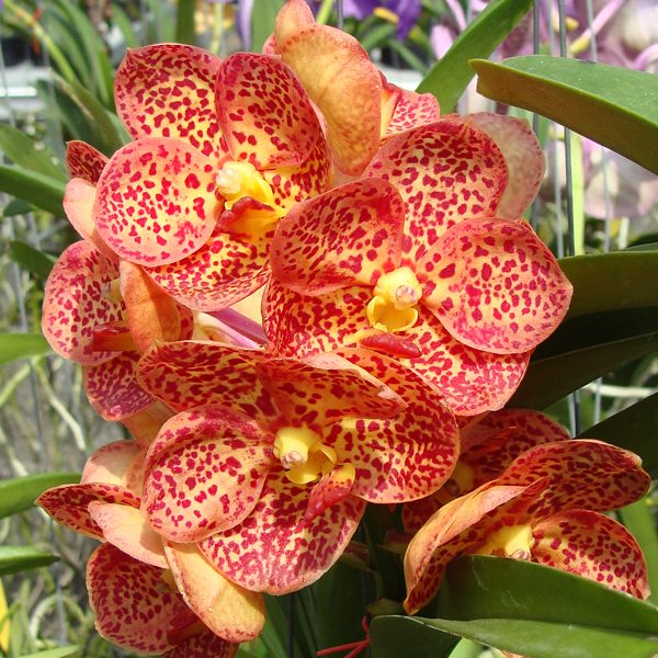 HV48 · Ascocenda Chomkao × Ascocenda Guo Chia Long