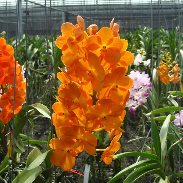 HV49 · Ascocenda Jiraprapa × Ascocenda Pralor