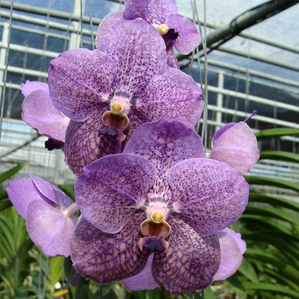Vanda Kasem's Delight × Vanda Gordon Dillon orchid, flower number HV50