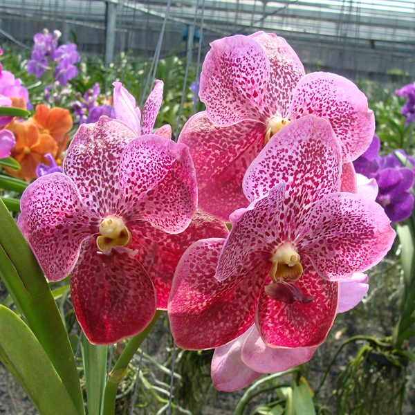 Vanda Soroa Cherry Bomb × Vanda Bitz's Heartthrob orchid, flower number HV51