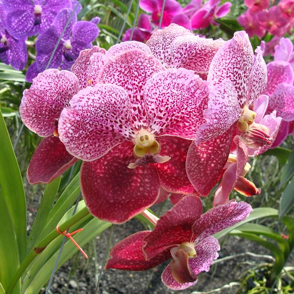 Vanda Bitz's Heartthrob × Vanda Pimchai Beauty orchid, flower number HV52