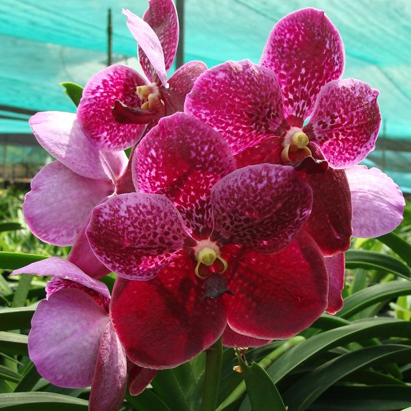 Vanda Kasem's Delight × Vanda Fuchs Delight orchid, flower number HV53