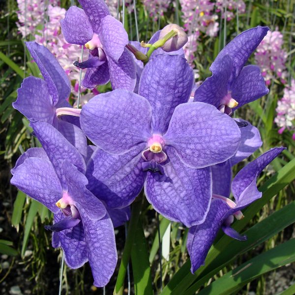 Vanda Dona Rome Sanchez × Vanda Kasem's Delight orchid, flower number HV55
