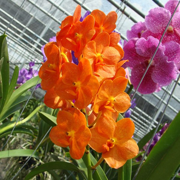 Ascocenda Su-fun Beauty 'Orange Belle' AM/AOS orchid, flower number HV56