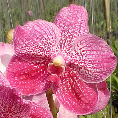 HV57 · Vanda Ponpimol × Vanda Simirun