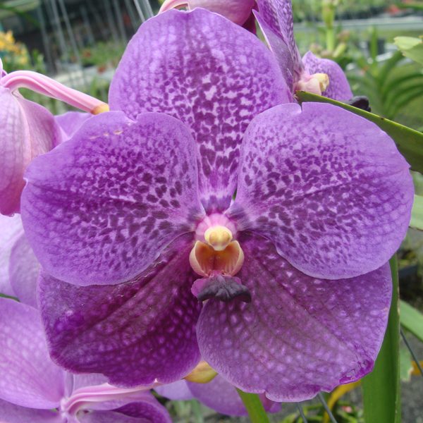 Vanda Pure's Wax 'Purple Blue' orchid, flower number HV60