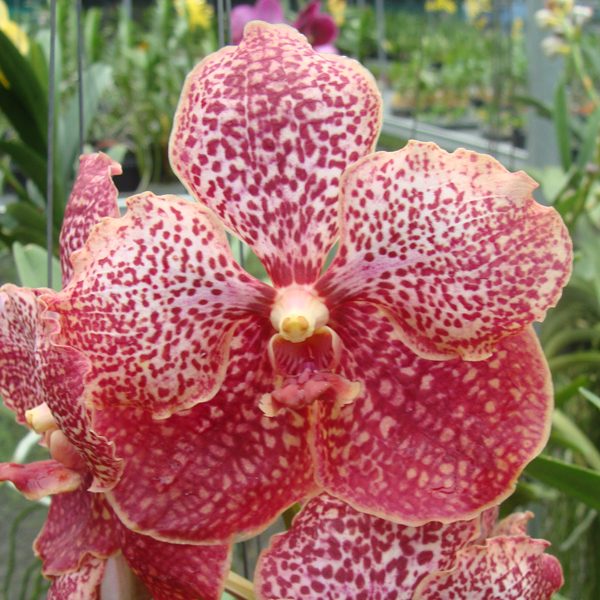 HV62 · Vanda Chao Praya Sapphire × Vanda Bitz’s Heartthrob